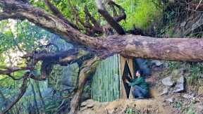 Build cabin shelter under big old tree, Survival Camping, Bushcraft alone, House beautiful