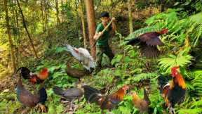 traces left by wild chickens, set traps, hunt at night, build shelters, survive alone