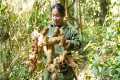 Harvesting Wild Herbs, Animal Care,