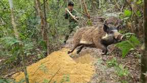 Detect wild boars foraging for food, dig holes and set traps to catch them, survival skill