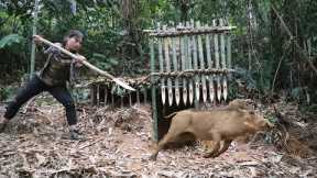 trap making skills, trapping wild boars in the wild, survival alone