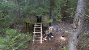 Building a Treehouse on Stilts Unique Survival Shelter