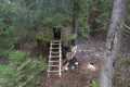 Building a Treehouse on Stilts Unique 