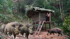 FULL VIDEO: Survival skills when facing wild boar attacks, Camping experience in the foggy forest