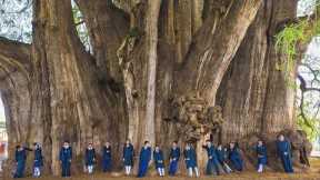 The Biggest Tree on Earth is Bigger Than Words Can Describe