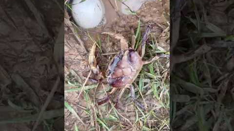 Survival Skills: SIMPLE ideas and USEFUL with CRAB 🦀 Using EGG 🥚#outdoors  #survival  #camping