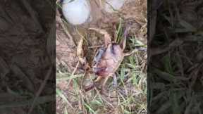 Survival Skills: SIMPLE ideas and USEFUL with CRAB 🦀 Using EGG 🥚#outdoors  #survival  #camping