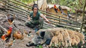 The mother pig is building a nest to prepare to give birth, the piglets are so cute, forest farm