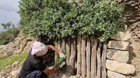 Bushcraft, Survival in Nature, Forest Camping, Shelter Building, Survival Skills