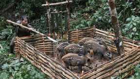 Detect wild boar, build fence to trap wild boar, survive rainy season, survival alone