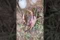 Survival Skills: SIMPLE ideas and