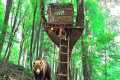 Building a Tree Shelter &