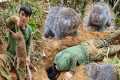 digging skills to catch bamboo rats,
