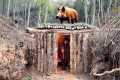 Building a Warm Shelter in a Boar's