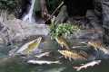 blocking streams, catching fish with