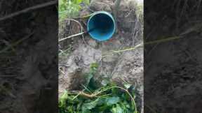 Survival Skills: SIMPLE and USEFUL The greatest with crab trap #outdoors  #survival  #camping