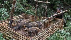 Skills, building fences to trap wild pigs and catching stream fish, wild survival alone