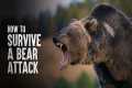 How to Survive a Bear Attack,