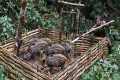 Skills, building fences to trap wild