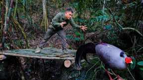wild chicken trapping skills, shelter building, survival instinct, survival skills