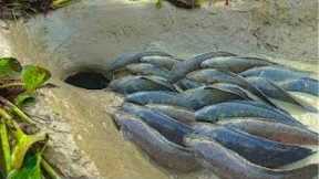 Survival Skills Smart Idea And Useful Build Fish Trap In forest, Amazing Fish Trap