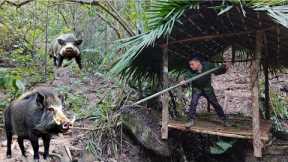 Build shelter, safe, detect ferocious wild boar herd | survival skills
