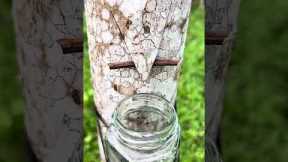 survival skills how to get water in the forest #camping #bushcraft #forest