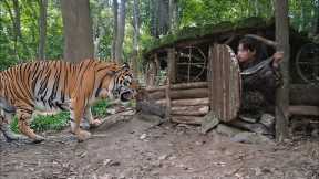Build shelters, avoid wild animal attacks, wild boar trapping skills, survival alone