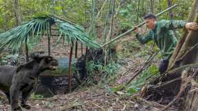 Black panther appears ferocious, building safe shelters, survival in rainy season, survival skills
