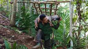 Hunting Wild Goats with Pitfall Traps | Primitive Survival Skills