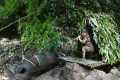 Wild boar trapping skills, building