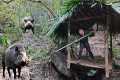 Build shelter, safe, detect ferocious 