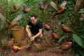 Wild Life, the Man traps birds for