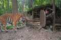 Build shelters, avoid wild animal