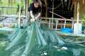 Fish Trapping, Wild Foraging, Catch