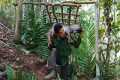 Hunting Wild Goats with Pitfall Traps 