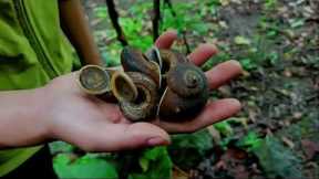 TIMELAPSE : Building a Bamboo House - My Daily Life - Survival in the Jungle