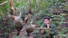 Build Kitchen Stairs, Trap Birds That Destroy Crops, Effective Trapping Skills, Survival Skills
