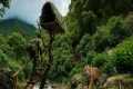 Build Tree Shelters, Survival Skills