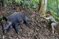 wild boar hunting skills, making