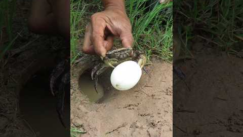 Survival Skills: SIMPLE ideas and USEFUL with CRAB 🦀 #outdoors #survival #bushcraft