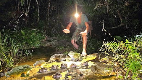 Build a farm in the wild, catch frogs at night with rudimentary skills, green forest life, survival