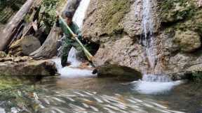Surviving in the Wild, hunting fish with bamboo spears using primitive skills, green forest life