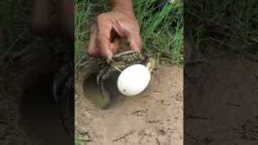 Survival Skills: SIMPLE ideas and USEFUL with CRAB 🦀 #outdoors #survival #bushcraft