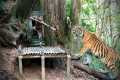 Wild animals attack, build new
