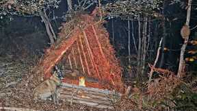 Survival in the Forest | Shelter, Campfire Cooking & Peaceful Nature with My Dog