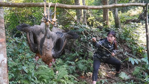 Survival Skills: Building a Natural Trap to Capture Wild Forest Chickens, survival alone