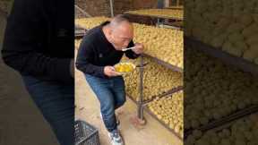 Building Wooden Log Cabin in Forest 🌲🎈 | Survival House Step by part15 #shorts