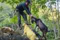 Detecting wild goats, setting traps,